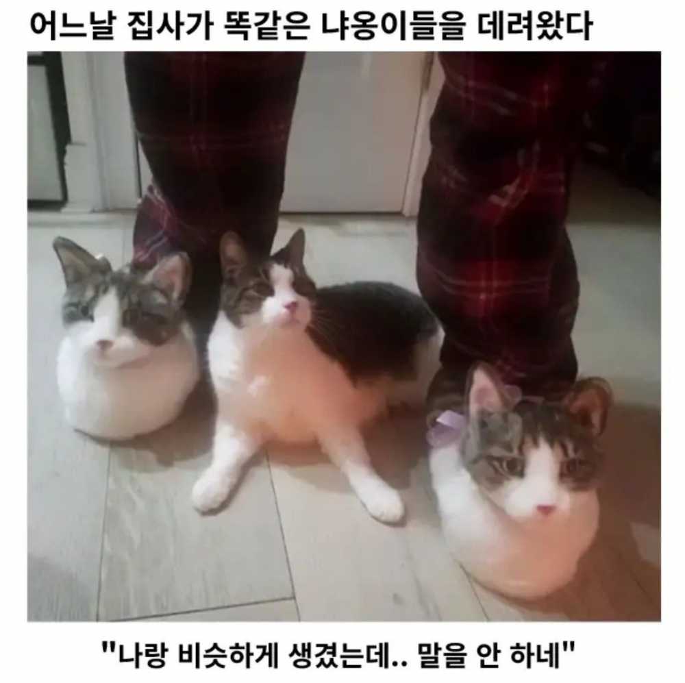 어느날 집사가 똑같은 냐옹이들을 데려왔다